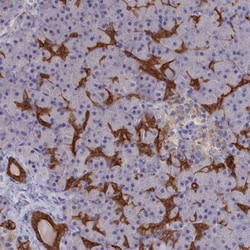 WDR6 Antibody, Novus Biologicals 0.1mL; Unlabeled:Antibodies, Polyclonal